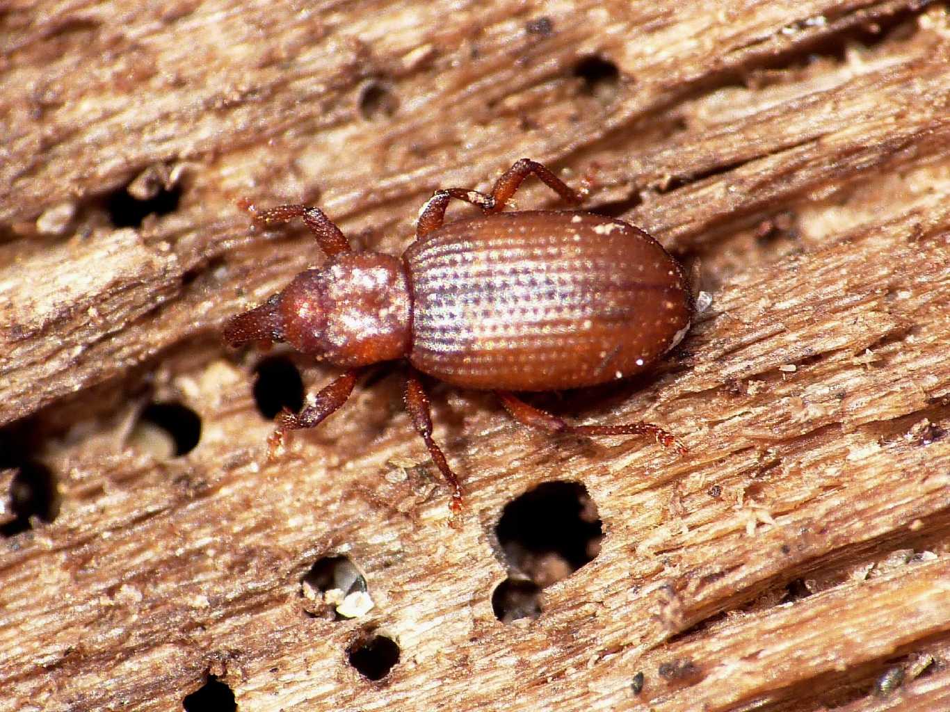 Piccolo Curculionidae di spiaggia - Styphloderes exsculptus